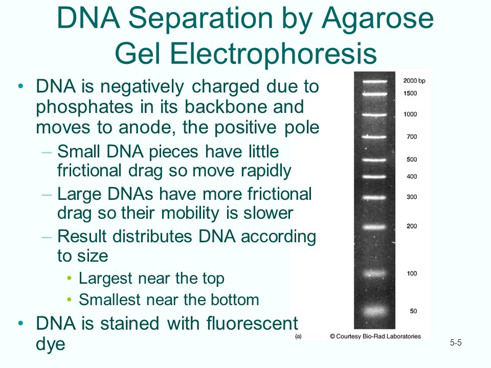 What Are the Steps in Gel Electrophoresis?